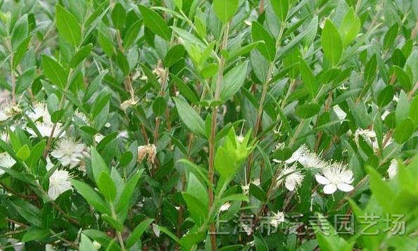 2月9日香桃木(Myrtle).jpg