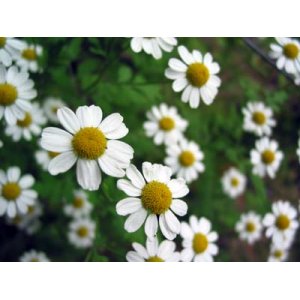 2月14日甘菊(Chamomile).jpg