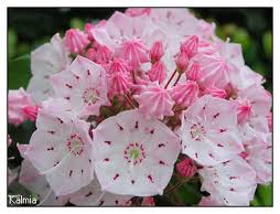 2月20日山月桂(Kalmia).jpg