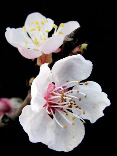 2月23日杏花(Prunus)　.jpg