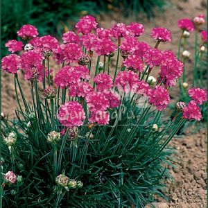 2月29日海石竹(Armeria).jpg