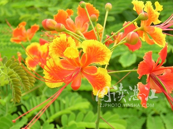 3月2日-金鳳花 (Butter Cup).jpg