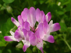 3月3日 紫雲英(Milk Vetch).jpg