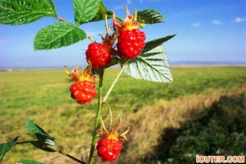 3月4日 木莓(Raspberry).jpg