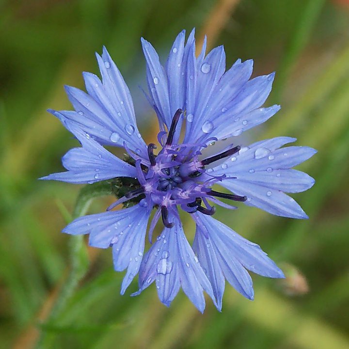 3月5日 矢車菊(CornFlower)　.jpg