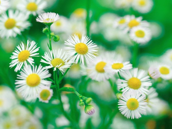 3月6日 雛菊(Daisy)　.jpg