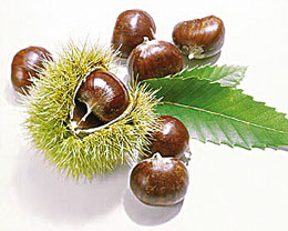 3月8日 栗子花(Castanea)　.jpg