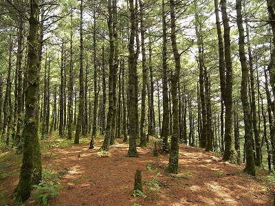 3月9日 落葉松(Larch).jpg