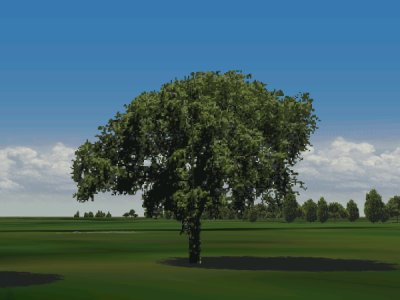 3月10日 榆樹(Elm).jpg