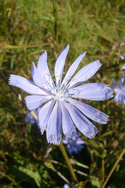 3月11日 菊苣(Chicory).jpg