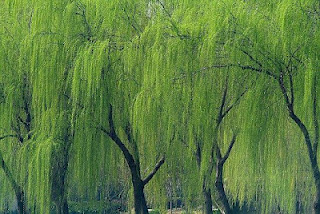 3月12日 柳樹(WeepingWillow).jpg