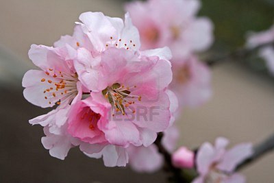 3月14日 杏仁花(Almond)　.jpg