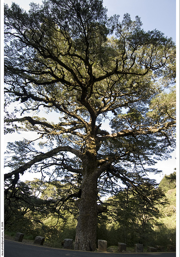 3月15日 鐵杉(Hemlock)　.jpg