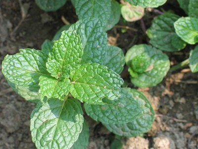 3月16日 薄荷(Mint)　　.jpg