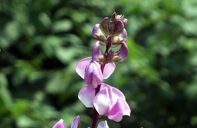 3月17日 豆莢花(Bean).jpg
