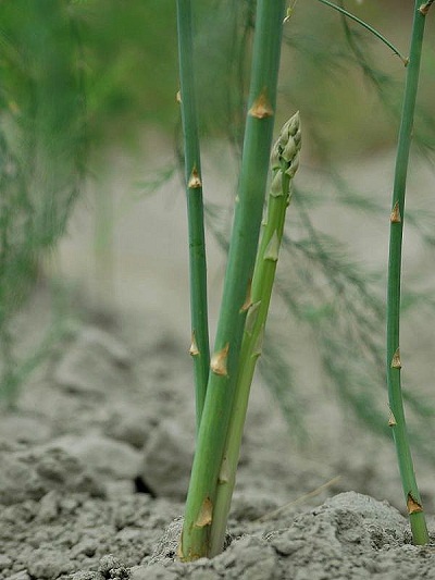 3月18日 蘆筍(Asparagus).jpg