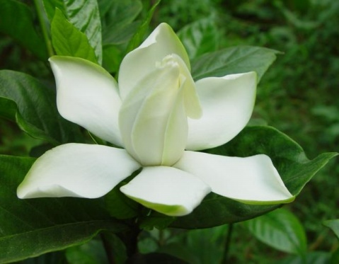 3月19日 梔子花(CapeJasmine).jpg