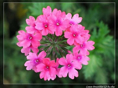 3月21日 櫻蘭(Honey Plant).jpg