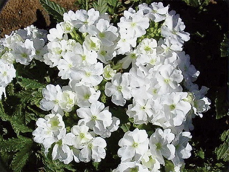 3月26日 白色櫻草花(WhitePrimrose)　.jpg