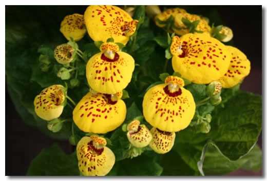 3月27日 荷包花(Calceolaria).jpg