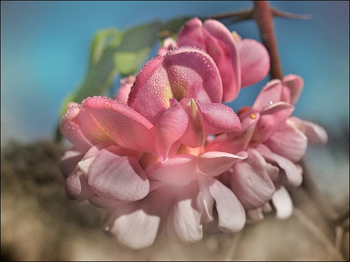 3月28日 圓珠花(RobiniaHispida).jpg