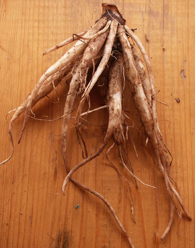 3月29日 牛蒡(Burdock)　.jpg