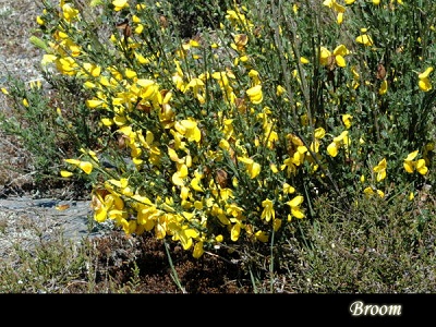 3月30日 金雀花(Broom).jpg