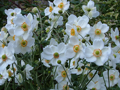 4月2日 秋牡丹(WindFlower)　.jpg