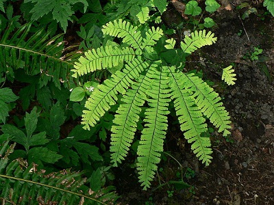 4月7日 孔雀羊齒(Adiantum).jpg