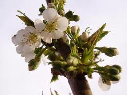 4月9日 櫻草(Cherry).jpg