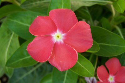 4月10日 長春花(Periwinkle).jpg