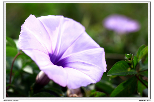 4月14日 白色牽牛花(MorningGlory)　.jpg