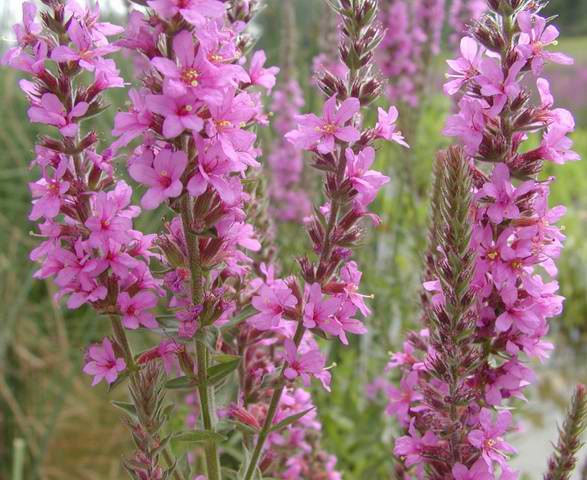 4月17日 德國菖蒲(GermanIris).jpg