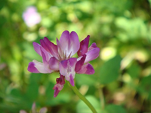 4月18日 紫雲英(MilkVetch).jpg