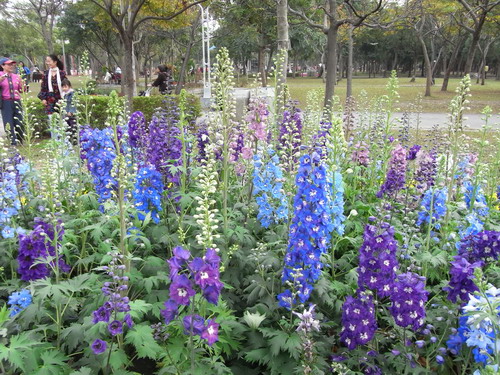 4月19日 飛燕草(Larkspur)　.JPG