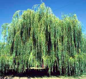 4月21日 楊柳(WeepingWillow).jpg