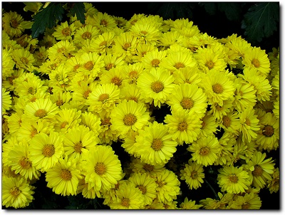 4月22日 翠菊(ChinaAster).jpg