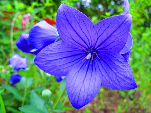 4月23日 桔梗(BalloomFlower).jpg