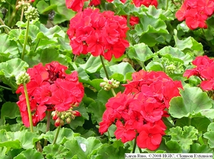 4月24日 天竺葵(Geranium)　.jpg