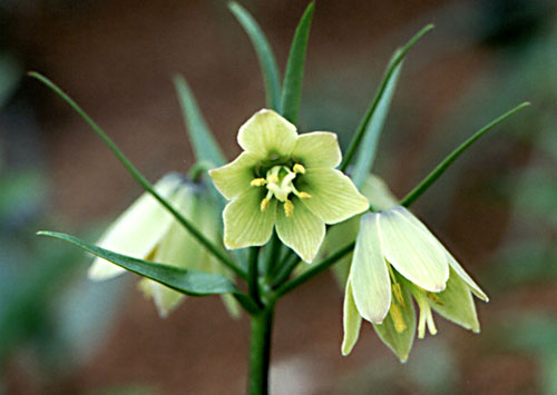 4月25日 貝母(Fritillary).jpg