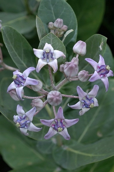 4月26日 皇冠花(King\'sCup).JPG