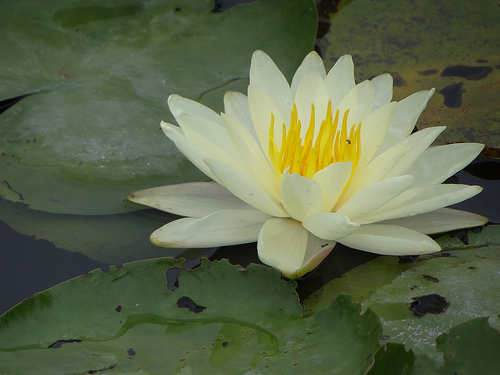 4月27日 睡蓮(WaterLily)　.jpg