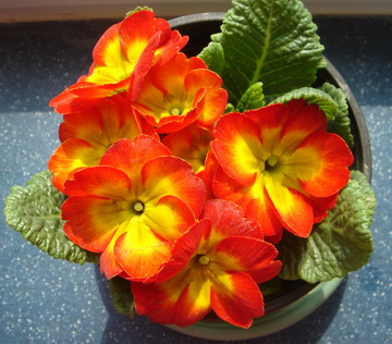 4月28日 紅色櫻草花(Primrose)　.jpg