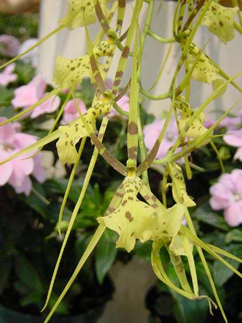 5月19日 白山千烏蘭(SpiderOrchid).jpg