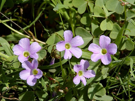 5月20日 木栗(WoordSorrel).jpg