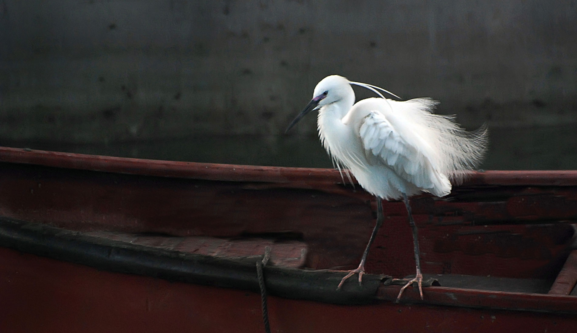 boatbird.jpg