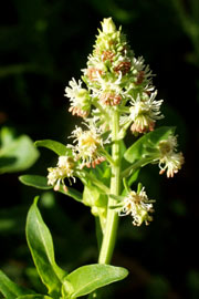 6月12日木犀草(Reseda Oborata).jpg
