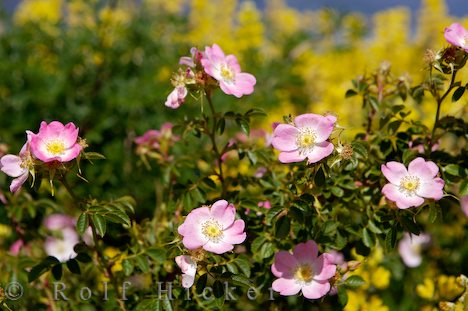 6月19日 野玫瑰(SweetBriar).jpg