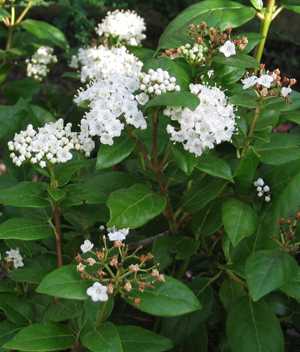 6月22日莢蓮花(Viburnum).jpg