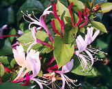 6月30日水蔓草(Honey Suckle).jpg